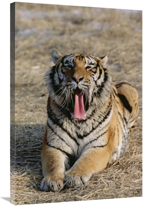 Global Gallery GCS-452428-2436-142 24 x 36 in. Siberian Tiger Yawning&