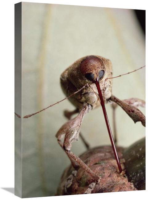 Global Gallery GCS-450690-1624-142 16 x 24 in. Black Oak Acorn Weevil 