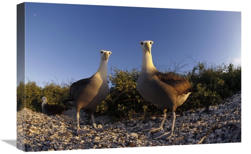 Global Gallery GCS-451410-1624-142 16 x 24 in. Waved Albatross Pair in