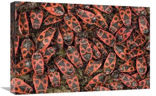 Global Gallery GCS-395349-1624-142 16 x 24 in. Fire Bug Mass Mating&#4