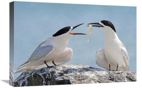 Global Gallery GCS-397474-1624-142 16 x 24 in. White-Fronted Tern,