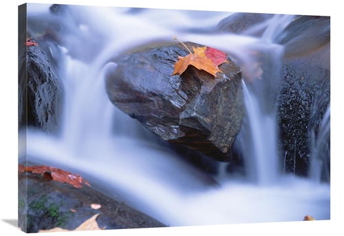 Global Gallery GCS-397045-2432-142 24 x 32 in. Autumn Leaf on Boulder&