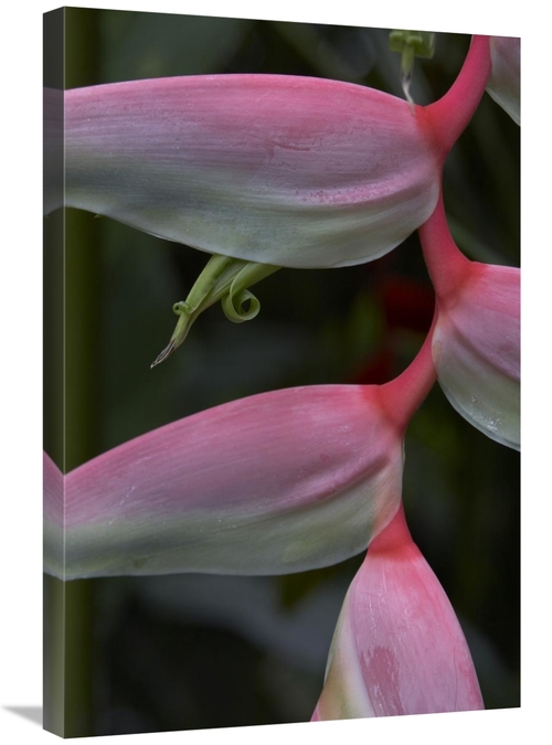 Global Gallery GCS-452181-2030-142 20 x 30 in. Heliconia, Close Up