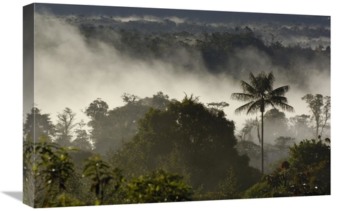 Global Gallery GCS-397954-1624-142 16 x 24 in. Cloud Forest Vegetation