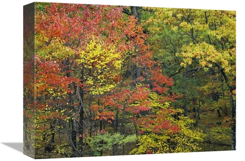 Global Gallery GCS-396630-1216-142 12 x 16 in. Fall Foliage at Fishers