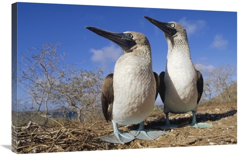 Global Gallery GCS-451292-2436-142 24 x 36 in. Blue-Footed Booby Court