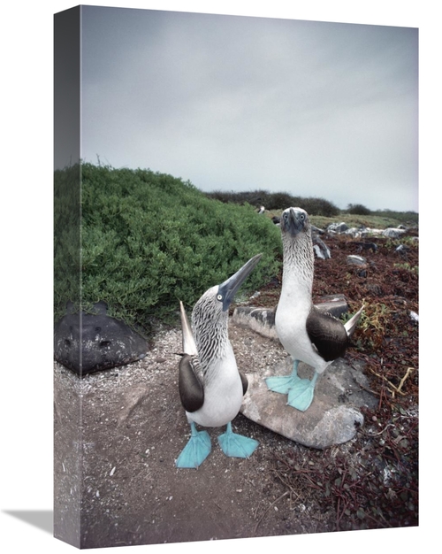 Global Gallery GCS-451782-1218-142 12 x 18 in. Blue-Footed Booby Pair 