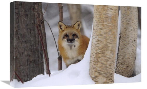 Global Gallery GCS-396661-1624-142 16 x 24 in. Red Fox Looking Out Fro