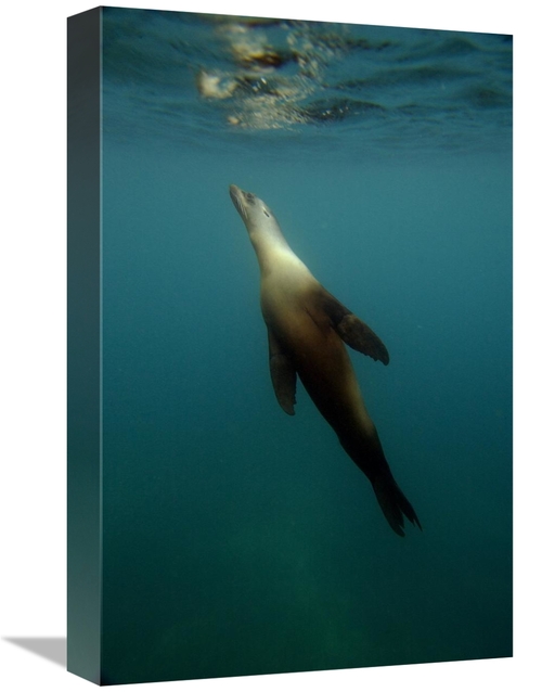 Global Gallery GCS-453057-1218-142 12 x 18 in. Galapagos Sea Lion Unde