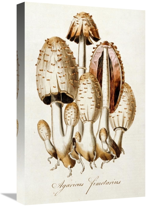 Global Gallery GCS-266138-22-142 22 in. Egg Mushroom Art Print - Willi