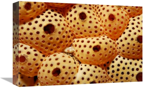 Global Gallery GCS-397582-1218-142 12 x 18 in. Sea Squirt Ascidian&#44