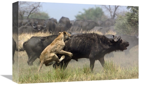 Global Gallery GCS-453270-1218-142 12 x 18 in. African Lion Attacking 