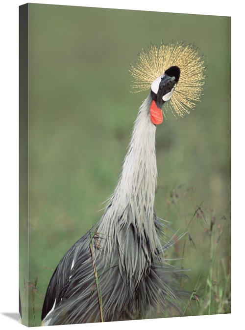 Global Gallery GCS-395968-2030-142 20 x 30 in. Grey Crowned Crane,