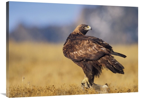 Global Gallery GCS-396094-3040-142 30 x 40 in. Golden Eagle on A Snag&