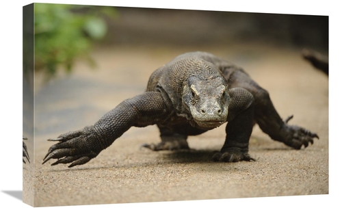 Global Gallery GCS-397548-1624-142 16 x 24 in. Komodo Dragon Walking&#