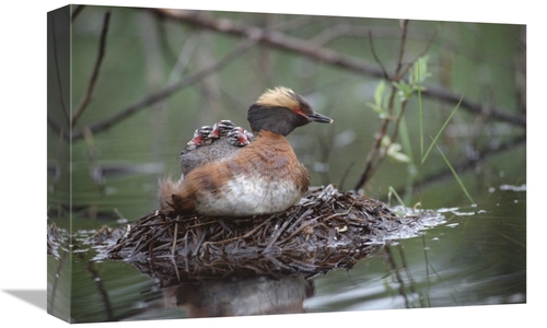 Global Gallery GCS-451896-1218-142 12 x 18 in. Horned Grebe on Nest wi