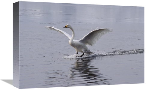 Global Gallery GCS-452350-1218-142 12 x 18 in. Whooper Swan Landing on