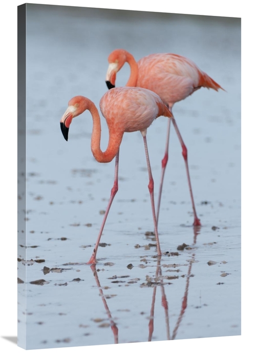 Global Gallery GCS-395616-2436-142 24 x 36 in. Greater Flamingo Pair W