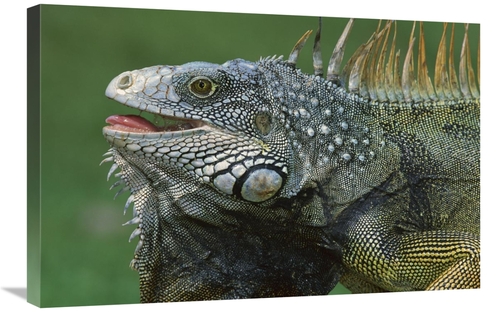 Global Gallery GCS-398563-2030-142 20 x 30 in. Green Iguana Male Displ