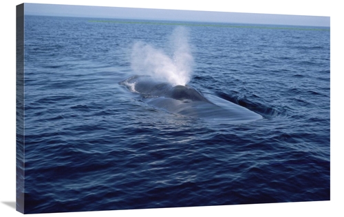 Global Gallery GCS-450603-2436-142 24 x 36 in. Blue Whale Spouting,