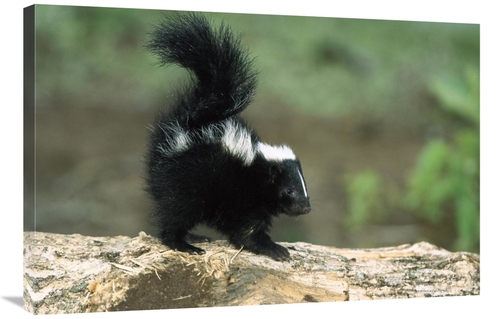 Global Gallery GCS-452555-2436-142 24 x 36 in. Striped Skunk Kit on Lo