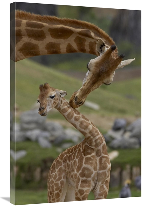 Global Gallery GCS-450869-2436-142 24 x 36 in. Rothschild Giraffe Moth