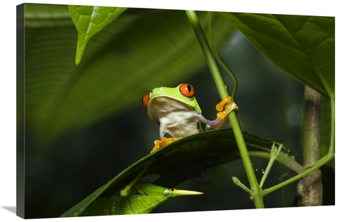 Global Gallery GCS-452674-2436-142 24 x 36 in. Red-Eyed Tree Frog on L