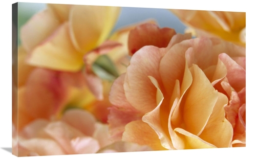 Global Gallery GCS-398291-2436-142 24 x 36 in. Rose Detail of Yellow F