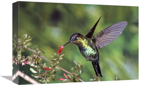 Global Gallery GCS-397221-1218-142 12 x 18 in. Fiery-Throated Hummingb