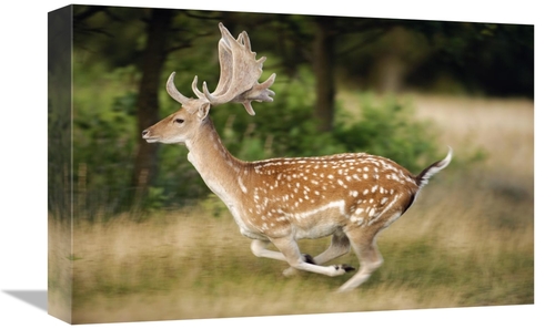 Global Gallery GCS-398316-1218-142 12 x 18 in. Fallow Deerbuck Running