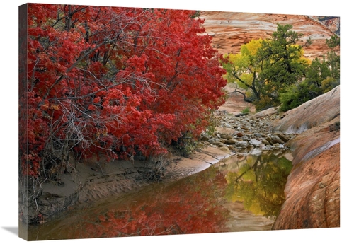 Global Gallery GCS-452087-2432-142 24 x 32 in. Maple & Cottonwood Tree