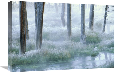 Global Gallery GCS-396310-1624-142 16 x 24 in. Frosty Morning, Yel
