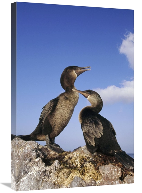 Global Gallery GCS-451061-2030-142 20 x 30 in. Flightless Cormorant Pa