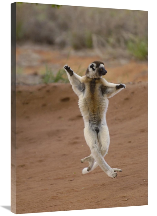 Global Gallery GCS-453040-2436-142 24 x 36 in. Verreauxs Sifaka Hoppin