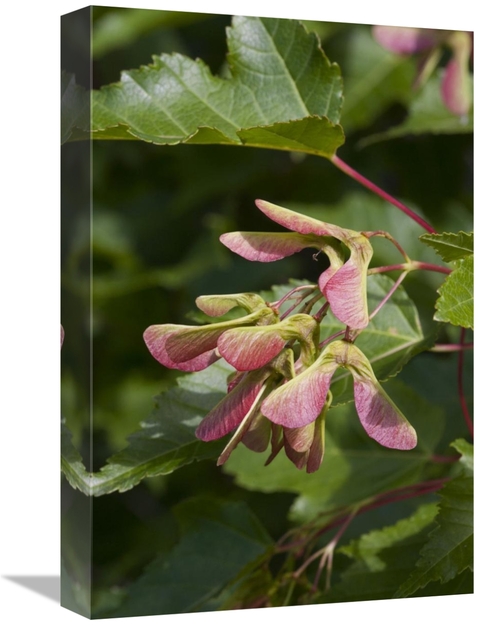 12 x 18 in. Sugar Maple Seed Pods, Spruce Woods Provincial Park