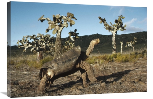 Global Gallery GCS-451278-2436-142 24 x 36 in. Galapagos Giant Tortois