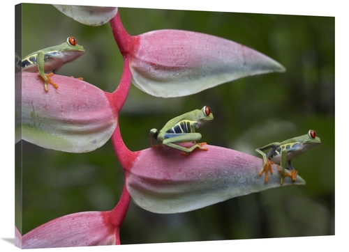 Global Gallery GCS-396485-3040-142 30 x 40 in. Red-Eyed Tree Frog Thre