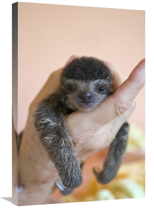 Global Gallery GCS-395795-2030-142 20 x 30 in. Brown-Throated Three-To