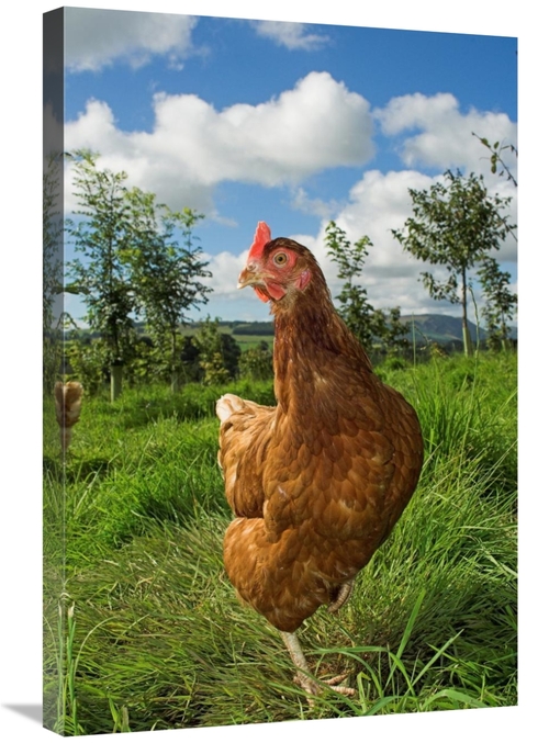 Global Gallery GCS-397493-2030-142 20 x 30 in. Domestic Chicken, F