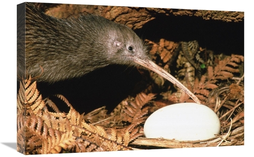 Global Gallery GCS-451108-1624-142 16 x 24 in. North Island Brown Kiwi