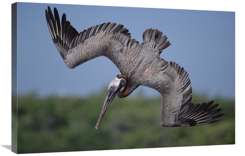 Global Gallery GCS-451053-2436-142 24 x 36 in. Brown Pelican Diving in