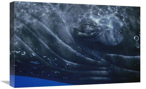Global Gallery GCS-451001-1624-142 16 x 24 in. Humpback Whale Eye of S