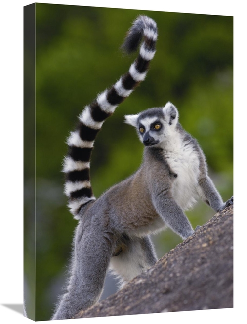 Global Gallery GCS-397953-1624-142 16 x 24 in. Ring-Tailed Lemur Portr