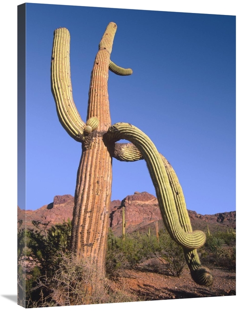 Global Gallery GCS-396797-2432-142 24 x 32 in. Ajo Mountains & Saguaro