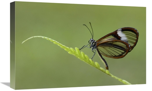 Global Gallery GCS-453090-1624-142 16 x 24 in. Nymphalid Butterfly&#44