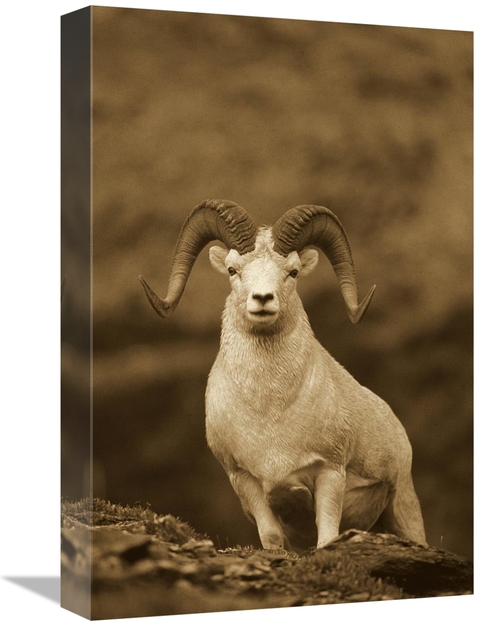 Global Gallery GCS-453676-1218-142 12 x 18 in. Dalls Sheep Ram on Rock