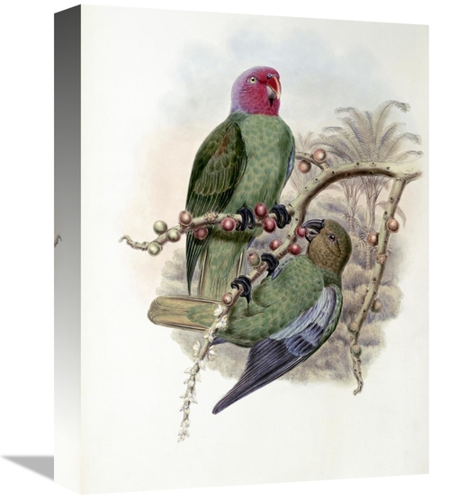 Global Gallery GCS-277793-16-142 16 in. Tenimber Parrot Art Print - Jo