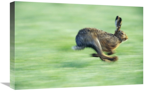 Global Gallery GCS-452517-1624-142 16 x 24 in. European Hare Running&#