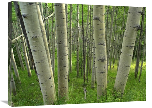 Global Gallery GCS-396508-2432-142 24 x 32 in. Aspen Forest in Spring&