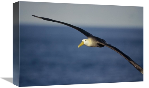 12 x 18 in. Waved Albatross Flying, Galapagos Islands, Ecuador